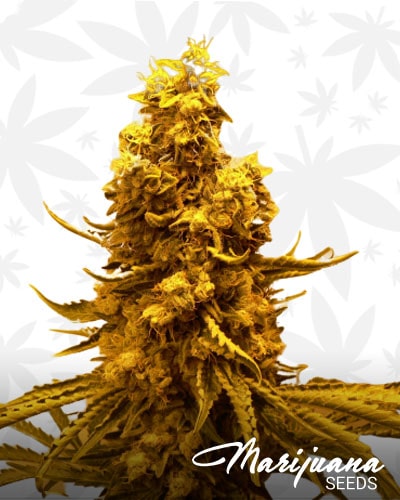 VGH OG min
