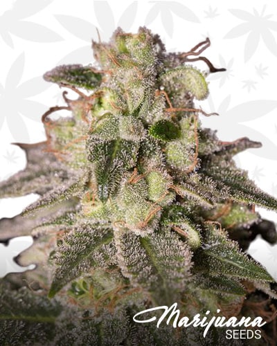 VIP CBD min 1