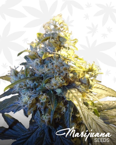 Valley Kush 1.0 min 1