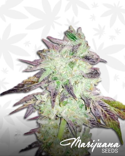 Vanilla Cream Soda Strain