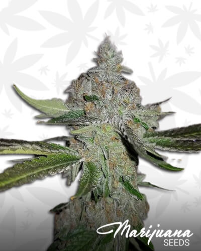 Vanilla Haze