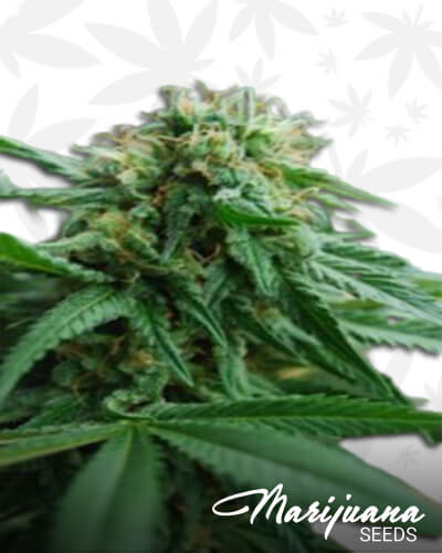 Vashon Kush