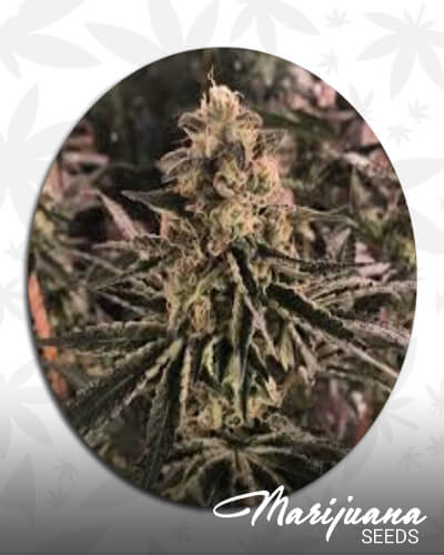 Venkman OG