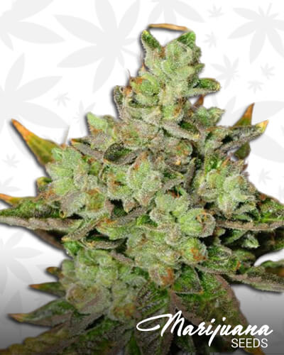 Venom OG