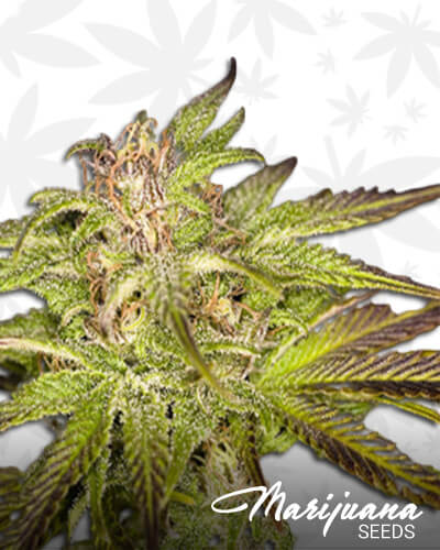 Verry Berry Haze