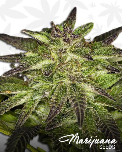 VerryBerry Kush