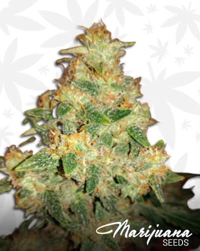 Very Berry x Bubble Gum