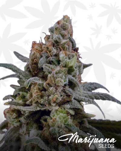 Vicky Peach Marijuana Seeds 1