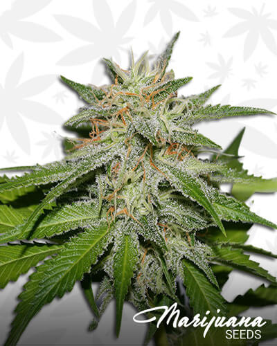 Victory Kush