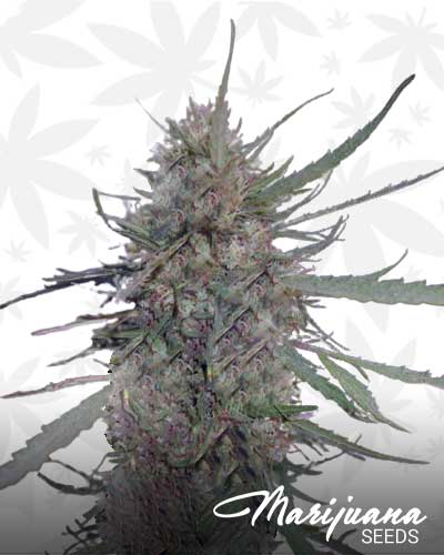 Vietnam Gold Marijuana Seeds