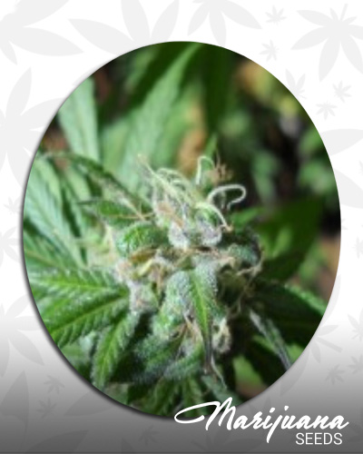 Vietnam OG
