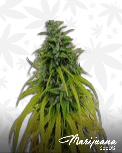 Vietnam Tourist Hemp