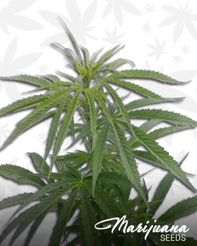 Vietnam – Hybrid
