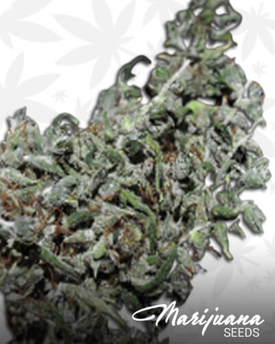 Vietnamese MindfuckAka Hoa Bac Silver Leaf
