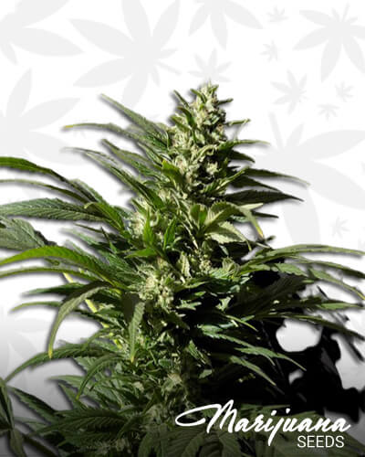 Viking Kush