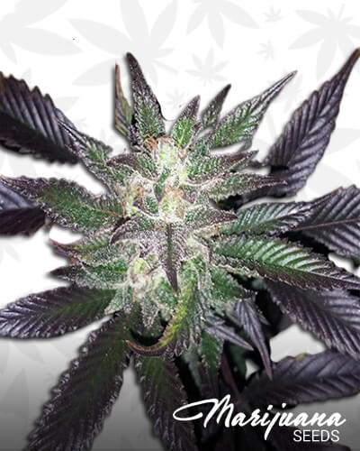 Violet Haze
