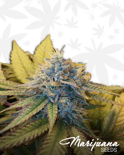 Viper City OG