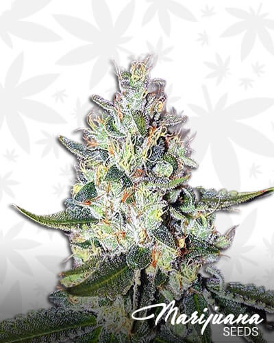 Vishnu Kush