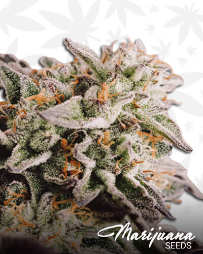 Vision Gelato Auto
