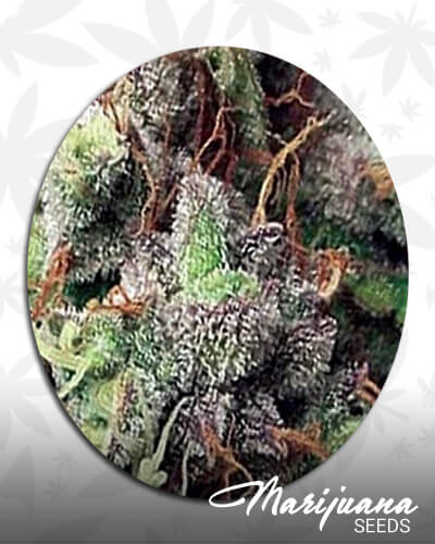 Vision Kush
