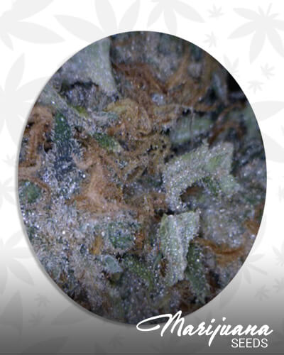 Walrus Kush
