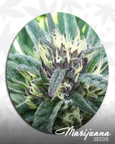 Washington Skunk