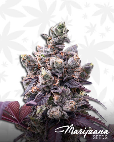 Wedding Gelato