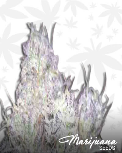 Weddingcake x Frosty Gelato