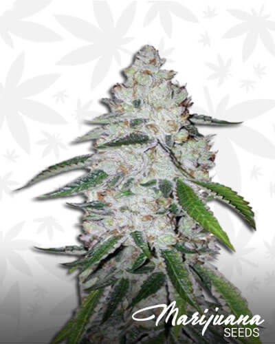 West Coast O.G.