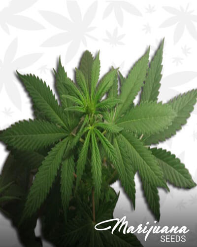 West Coast Poison Diesel