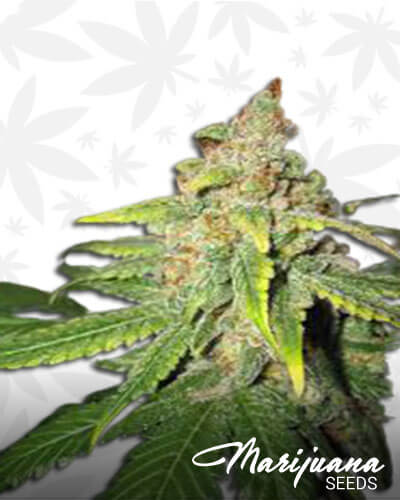 West Coast Sour Conkushion