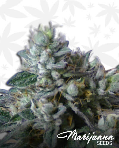 West Coast Sour DieselAka Kerosene Kush