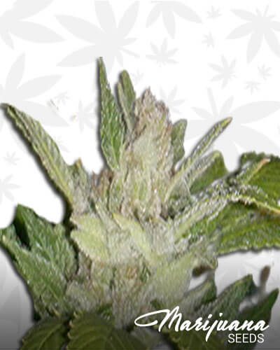 White 88 G 13 Hashplant