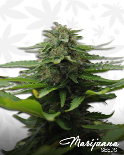 White Afghan