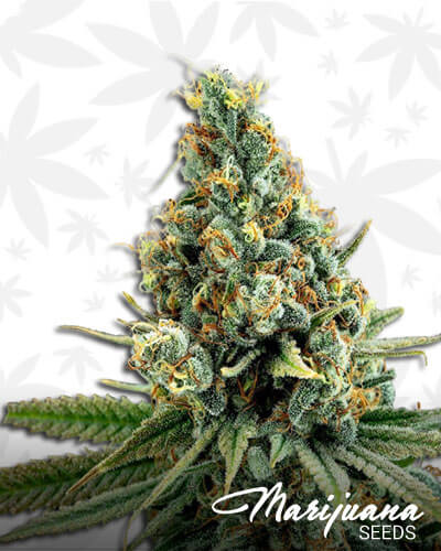 White Amnesia