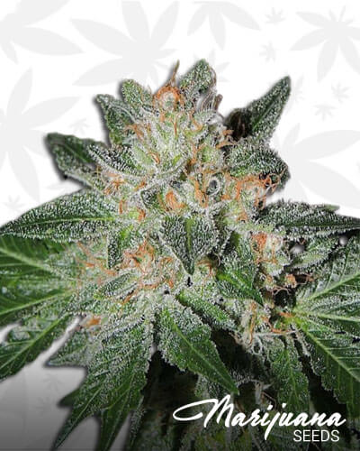 White Beelze Bubba