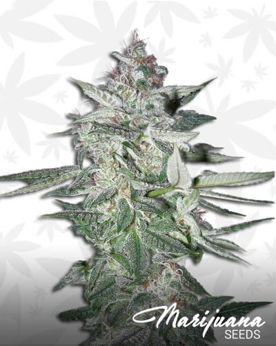 White Bubble