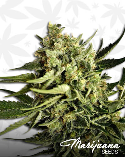 White Cheddar