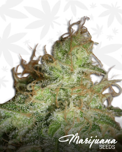 White Chronic