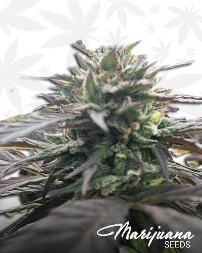 White CrackAka Baltimore Kush