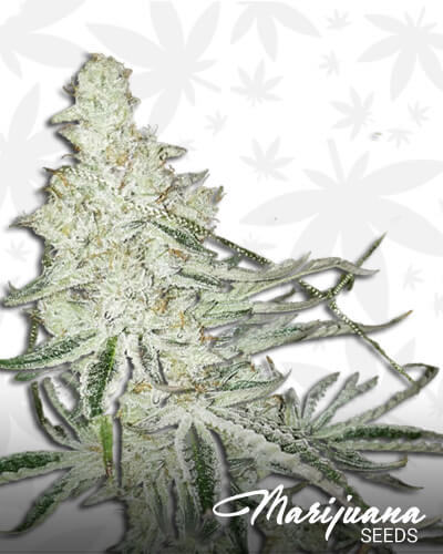 White Cream