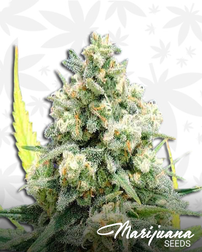 White Critical