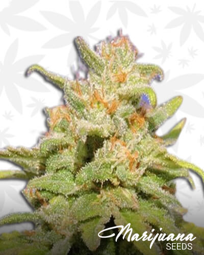 White Crystal Meth Auto