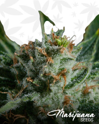 White Dawg