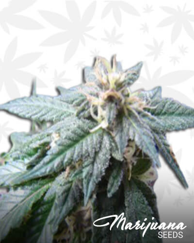 White Dawgsbreath