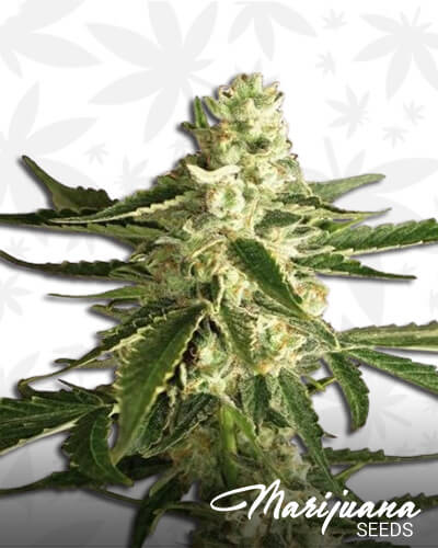 White Diesel Haze Automatic