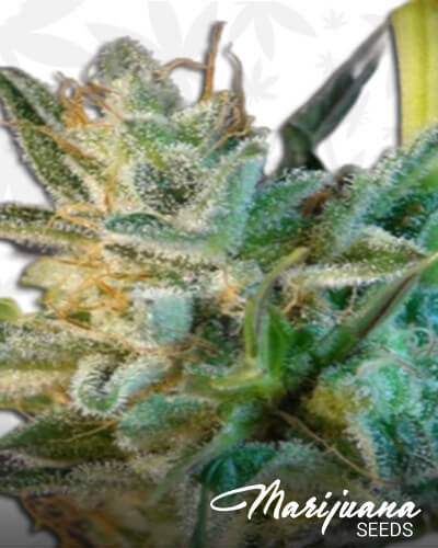 White Domina Automática