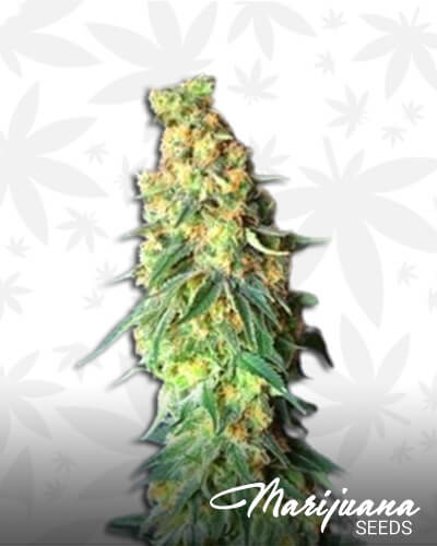 White Domina CBD