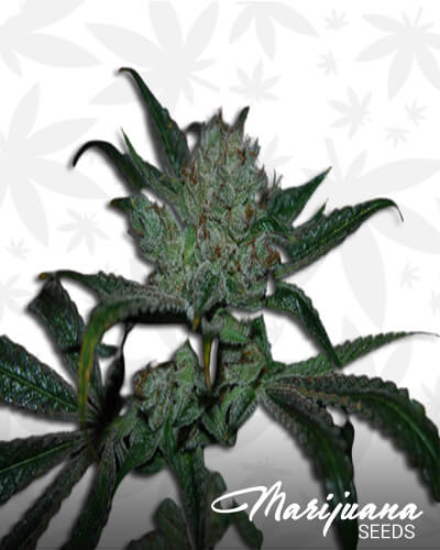 White Fire Alien 1