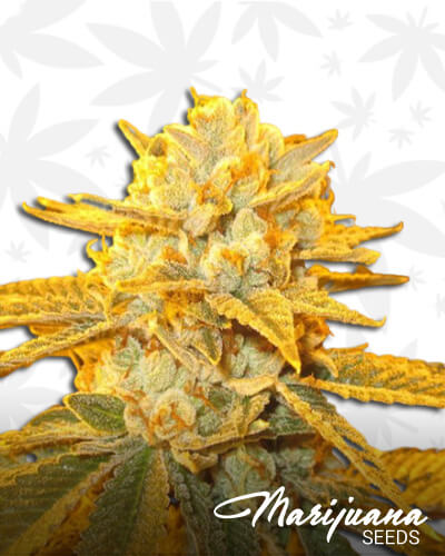 White Freeze Kush 1
